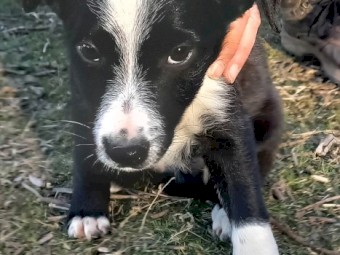 Border Collie Puppies