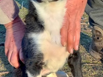 Border Collie Puppies