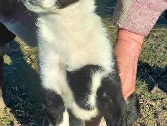 Border Collie Puppies