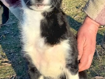 Border Collie Puppies
