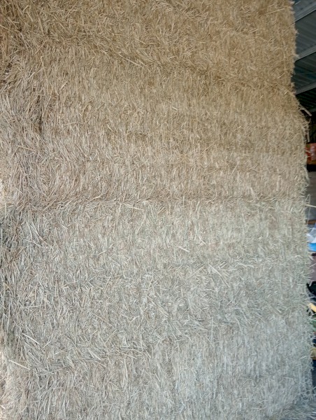 Rhodes grass ( Sold )