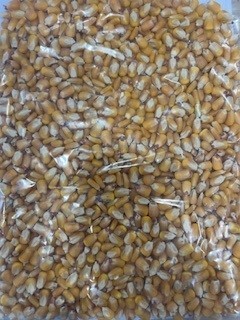 Feed maize 23/24 season Sth NSW and Vic
