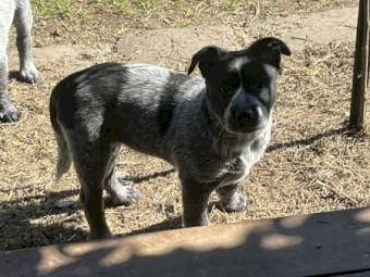 Blue Smith Field X Blue Heeler Cattle Dog Pups