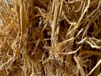 Barley Straw 520-550kg 8x4x3 Bales