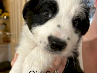Border Collie Puppies