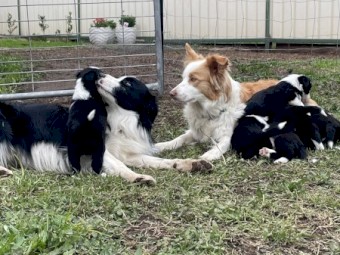 Border Collie Puppies