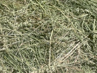 Current Season -  Oaten Hay