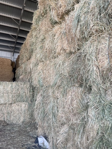 Current Season -  Oaten Hay
