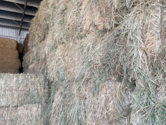 Current Season -  Oaten Hay