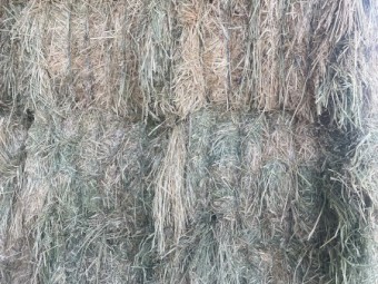 Current Season -  Oaten Hay