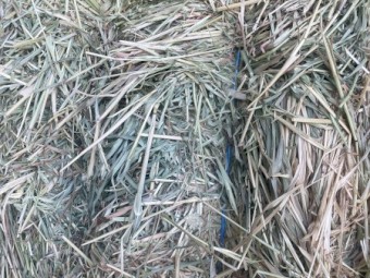 Current Season -  Oaten Hay