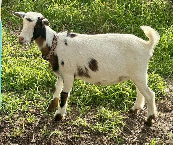 Nigerian Dwarf Does - Registered