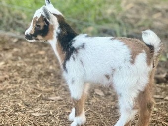 Nigerian Dwarf Does - Registered