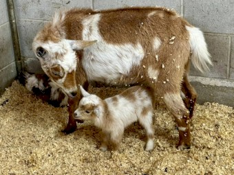 Nigerian Dwarf Does - Registered
