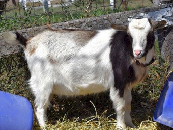 Nigerian Dwarf Does - Registered
