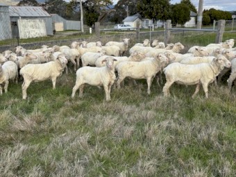 50 Young merino ewes