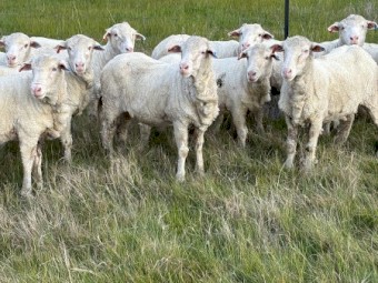 50 Young merino ewes