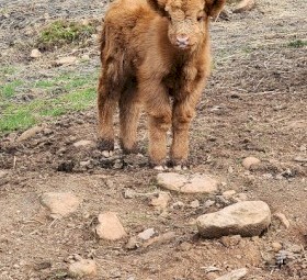 Highland bull calf