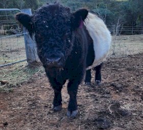 Galloway bull
