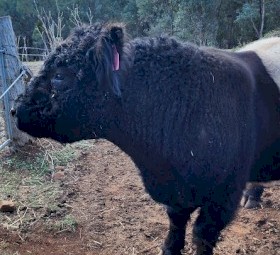 Galloway bull