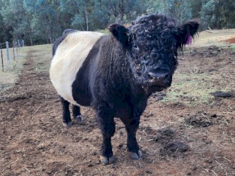 Galloway bull