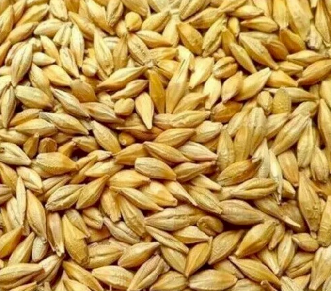 30mt BAR1 Barley