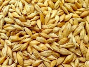 30mt BAR1 Barley