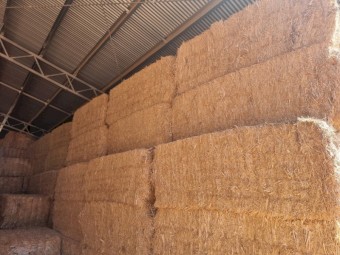 Canola Hay