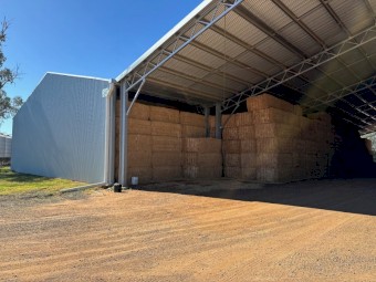 Canola Hay