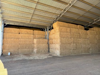 Canola Hay