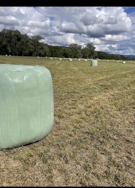 Lucerne Silage