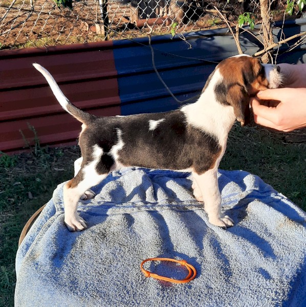 Foxhound Babies