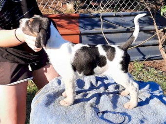 Foxhound Babies