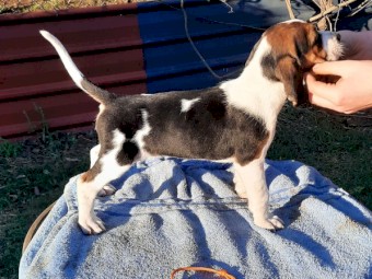 Foxhound Babies
