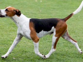 Foxhound Babies