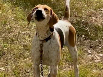 Foxhound Babies