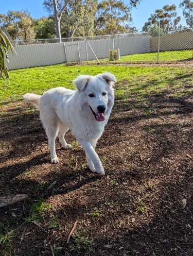 Pure Maremma puppy