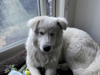 Pure Maremma puppy