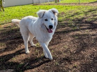 Pure Maremma puppy