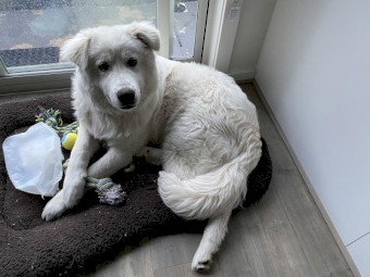 Pure Maremma puppy