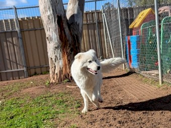 Pure Maremma puppy