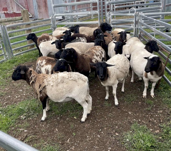 24 Mixed Group Dorper Lambs