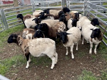 24 Mixed Group Dorper Lambs