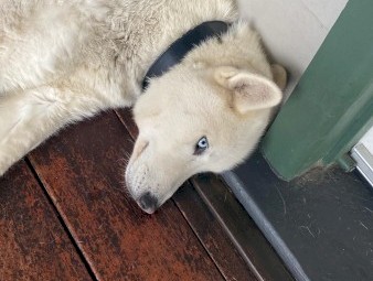 White Purebreed Siberian Husky
