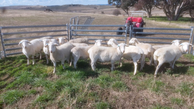 Pure White Dorper Ewe Lambs