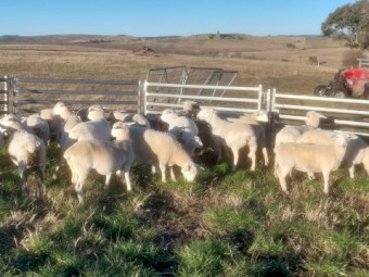 Pure White Dorper Ewe Lambs