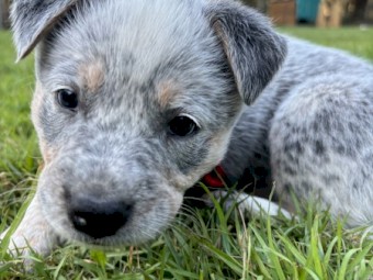Blue Cattle Dog Puppies