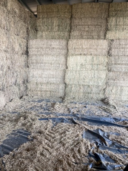 Vetch Hay