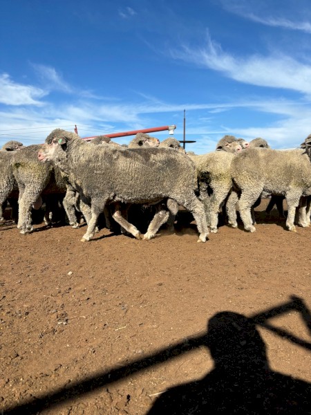 26 Poll Merino Rams