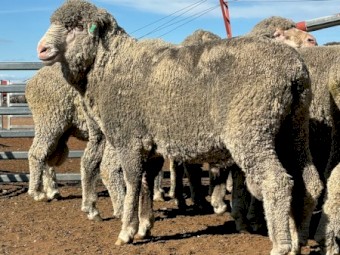 26 Poll Merino Rams